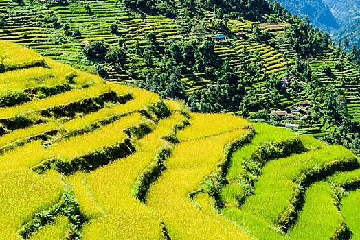 农业,风景,绿色,稻米梯田,大麦,地点,山谷,地区,尼泊尔,亚洲