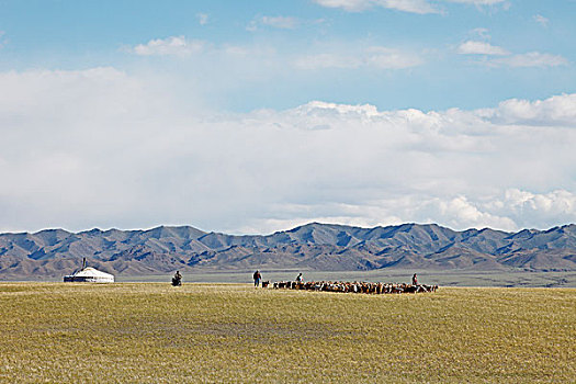 游牧,牧群,山羊,戈壁沙漠,南,戈壁,省,蒙古,亚洲