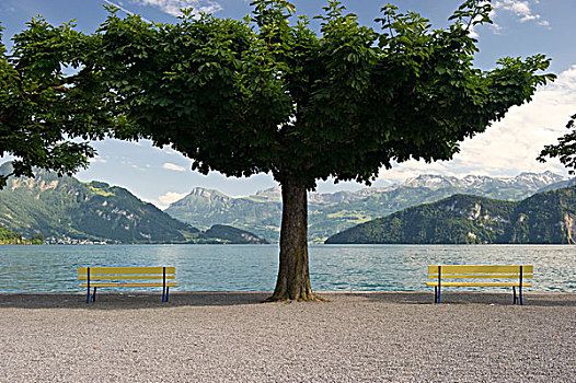 长椅,散步场所,韦吉斯,琉森湖,瑞士,欧洲