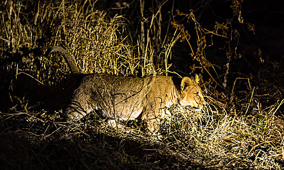 狮子,幼小,走,夜晚,聚光灯,马沙图禁猎区,博茨瓦纳,非洲