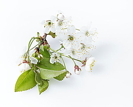 花,枝条,白色背景,背景