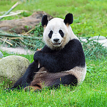 大熊猫,中国,研究中心,成都,四川,亚洲