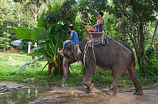 旅游,乘,亚洲象,岛屿,苏梅岛,泰国