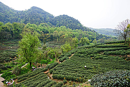 西湖茶乡,龙井