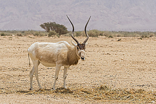 白色,羚羊,自然保护区,以色列