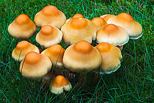 簇生垂幕菇,黄金菇,蘑菇,上艾瑟尔省,荷兰