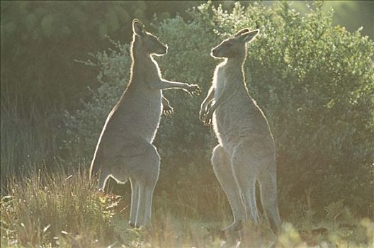 两个,大灰袋鼠,澳大利亚