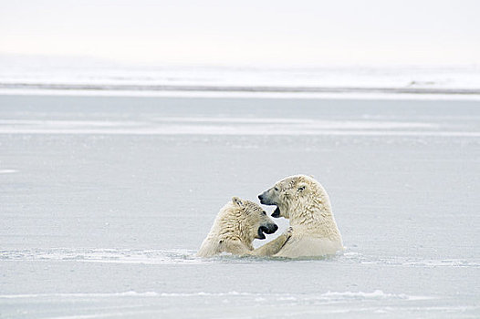北极熊,破旧,公猪,水,冰冻,向上,岛屿,区域,北极圈,国家野生动植物保护区,阿拉斯加