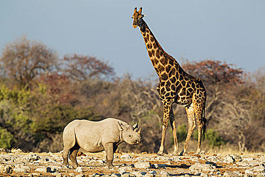 黑犀牛,犀牛,雄性,靠近,水坑,南非,长颈鹿,埃托沙国家公园,纳米比亚,非洲