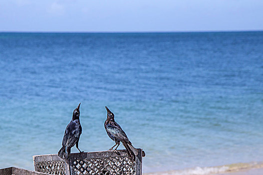 古巴-特立尼达的安康沙滩
