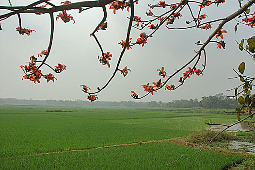 农田,孟加拉,2008年