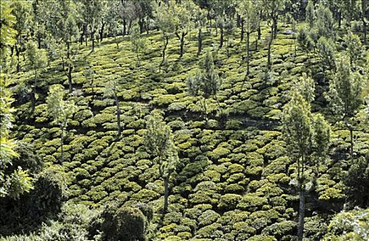 茶园,桉树,泰米尔纳德邦,印度,亚洲