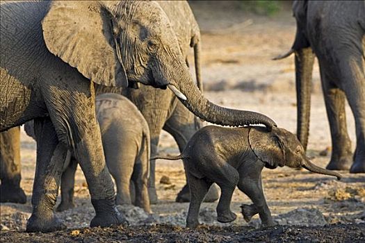 非洲象,家族,乔贝国家公园,博茨瓦纳,非洲