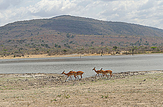 坦桑尼亚,禁猎区,湖,羚羊