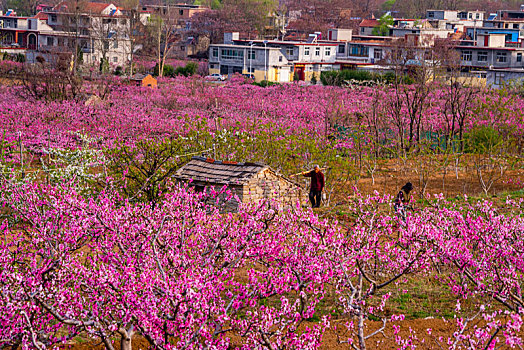 济南南部山区的桃花梨花
