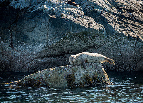 斑海豹,卧,石头,水,声音,靠近,温哥华,不列颠哥伦比亚省,加拿大,北美
