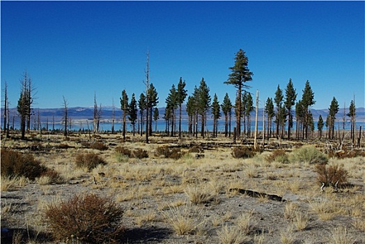 树,蓝色,莫诺湖,加利福尼亚