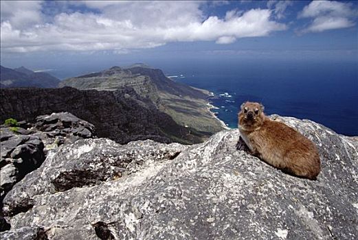 石头,蹄兔,桌山,开普敦,南非