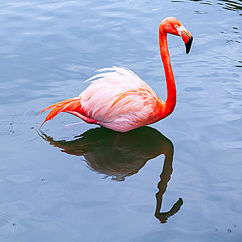 粉红火烈鸟,走,水,反射,方图