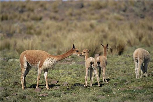 小羊驼,三个,星期,老,幼仔,粪,堆,潘帕伽勒拉斯国家保护区,秘鲁