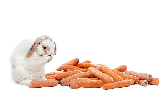 兔子,吃,胡萝卜