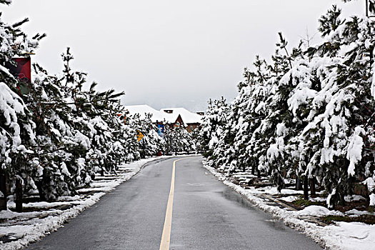冬季雪景道路松树别墅区