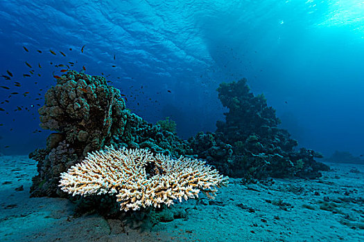 桌面珊瑚,桌子,珊瑚,小,珊瑚礁,沙,地面,红海,埃及,非洲
