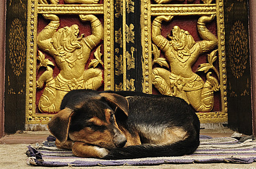 狗,禁止,琅勃拉邦,老挝