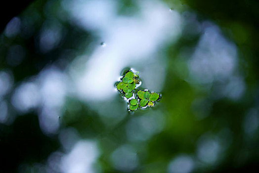 水生植物,瓶子