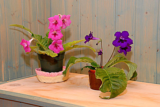 樱草花,花,两个,室内,容器,植物