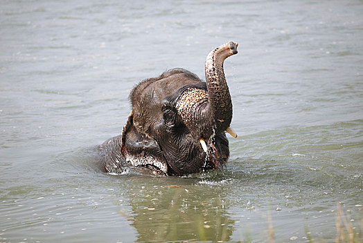 大象,象科,浴,河,奇旺,国家公园,低地,尼泊尔,亚洲