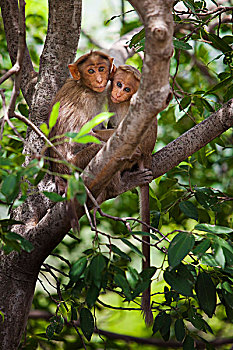 两个,猴子,泰米尔纳德邦,印度