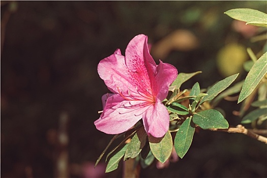 春天,花,背景,紫色,悬挂,紫花