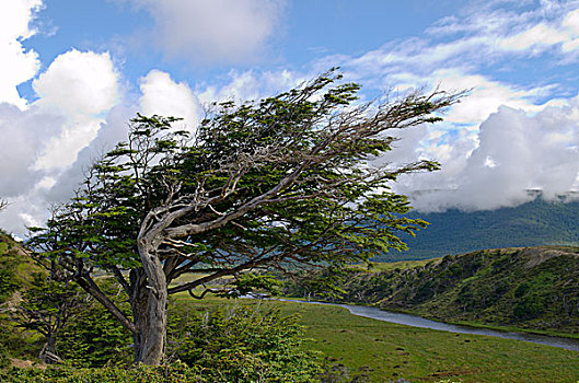 树,火地岛,巴塔哥尼亚