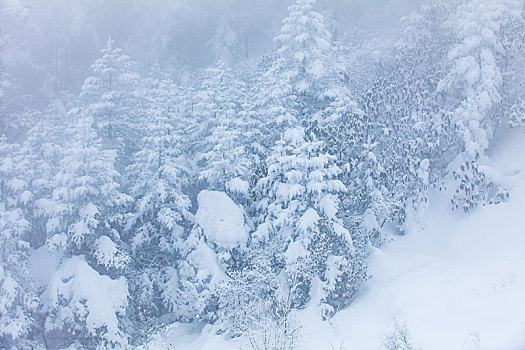 西岭雪山大雪的美丽风景