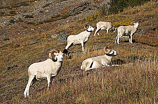 带,野大白羊,雄性,白大角羊,放松,岩石,山坡,阿拉斯加,北美