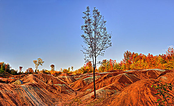 孤木,红色,侵蚀,粘土,土地,漂亮,彩色,秋天,景色,安大略省,加拿大