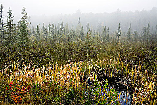 晨雾,阿尔冈金公园,秋天,安大略省,加拿大