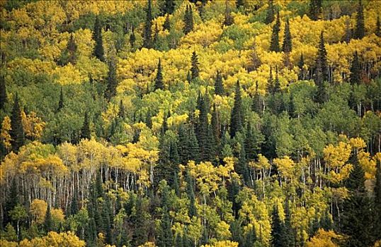 树林,俯视图,美国,科罗拉多