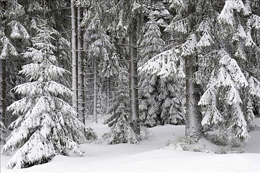 积雪,树林,布罗肯,哈尔茨山,国家公园,萨克森安哈尔特,德国,欧洲