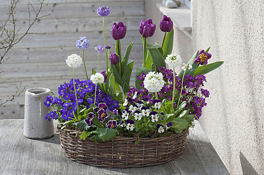藤条,花环,角堇,紫罗兰,郁金香属