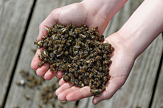 死,蜜蜂,养蜂人,生物群,崩溃,凌乱,螨虫,上巴伐利亚,巴伐利亚,德国,欧洲