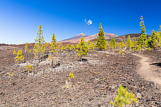 远足,小路,熔岩原,正面,泰德山,世界遗产,泰德国家公园,特内里费岛,加纳利群岛