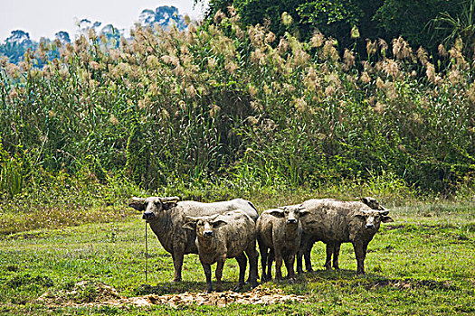 水牛,防护,马来西亚