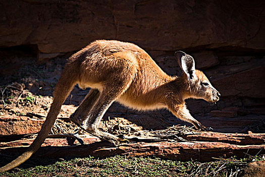袋鼠,环,卡巴里国家公园,西澳大利亚州,澳大利亚
