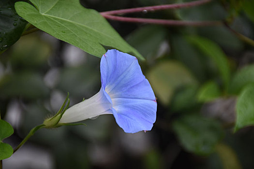 牵牛花