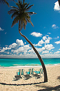 三个,沙滩椅,坐,棕榈树,底湾,巴巴多斯