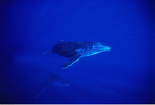 水下视角,驼背鲸,太平洋