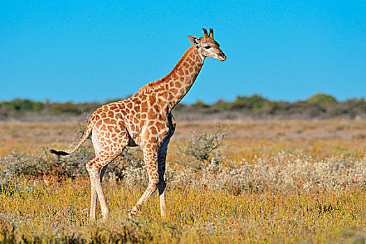 幼兽,长颈鹿,走,热带草原,埃托沙国家公园,纳米比亚,非洲