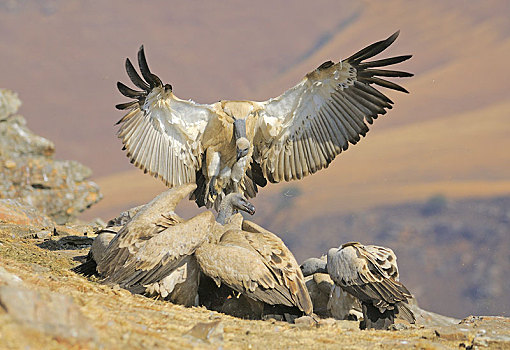 降落,秃鹰,南非兀鹫,城堡,国家公园,纳塔耳,南非,非洲